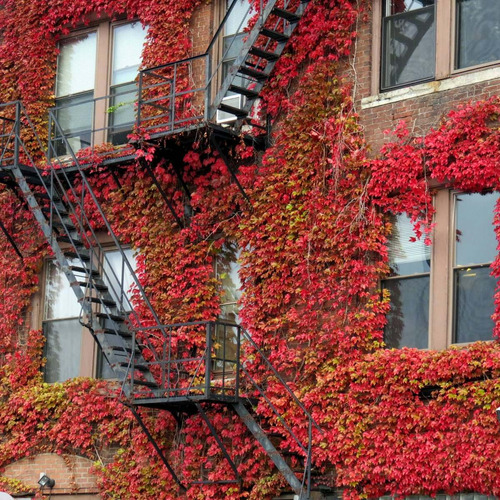 Imagem 2 de 8 de Sementes De Hera Japonesa Falsa Vinha Trepadeira Boston Ivy