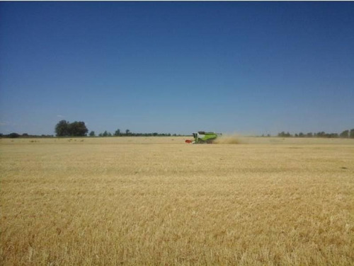 Imagen 2 de 3 de Solo 7km De Camino De Tierra Desde Ruta Provincial 10, Muy Buen Campo. Apto Agricultura Y Ganadería.