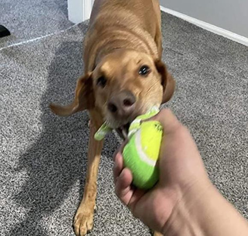 Pelota Y Cuerda 2 M Para Entrenamiento Canino Bricobe