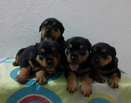 Vendo Cachorros Rottweiler