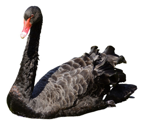 Cisne Negro Casais