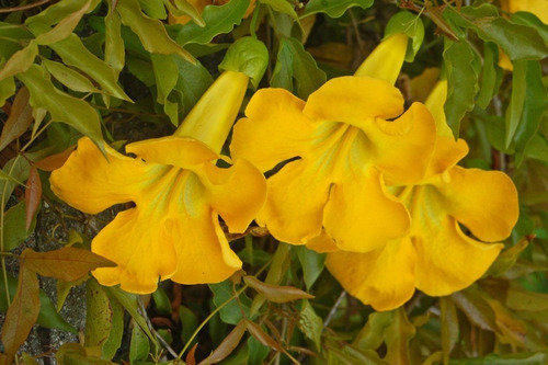 20 Sementes Flor Trepadeira Unha De Gato Alambrado P/ Mudas