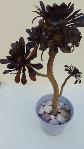 Suculenta Aeonium Atropurpureum - Rosa Negra
