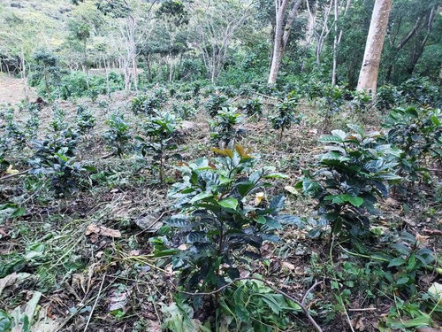 Finca Cafetera En Tachira