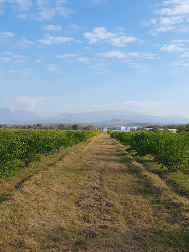 Finca De Limon En San Juan De La Maguana De 602 Tareas A 14km Del Pueblo 