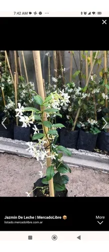 Sjazmin  Chino O De Leche.trachelospermum Jazminoides
