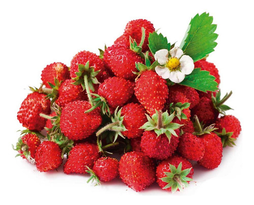 Morango Ornamental Silvestre - 300mg De Sementes