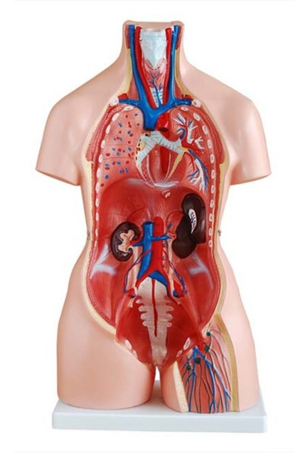 Imagen 3 de 7 de Torso Trisex Disectible En 21 Partes De Tamaño Natural 85 Cm