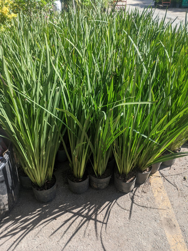 Dietes Brasilero - Planta Pleno Sol - Excelente Tamaño - 5lt