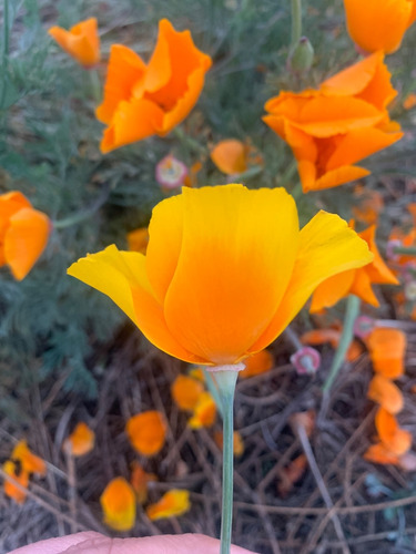 Semillas De Flor Amapola De California (eschscholzia Califor