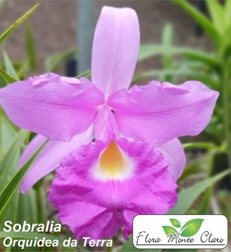 Orquídea Da Terra - Sobralia - 2 Mudas | Parcelamento sem juros