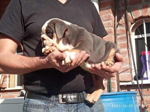 Imagen 2 de 9 de Bulldog Ingles