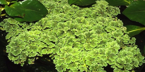 Helecho De Agua Azolla Filiculoides Planta Acuática Nativa