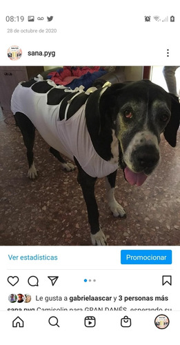 Faja Post- Quirurgicas  Para Castración De Perros Y Gatos 