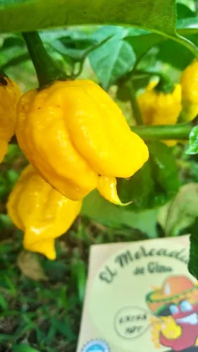 Semillas Aji Carolina Reaper Amarillo X 15