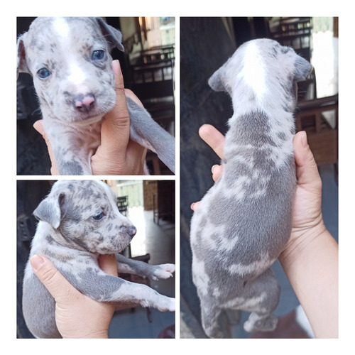 En Venta Pitbull Merle