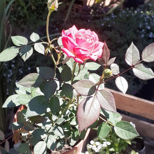 Rosa Rococo, Rosal Arbustivo M14