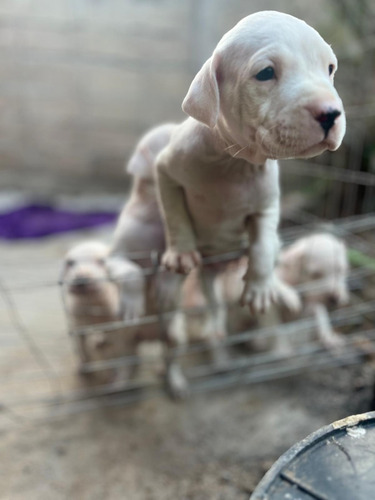 Cachorros Dogo Argentino 