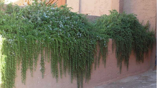 Romero Rastrero Orgánico, Aromática Y Cubresuelos - Cañuelas