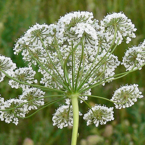 100 Semillas De Anis Pimpinella Anisum Importadas Nuevas 