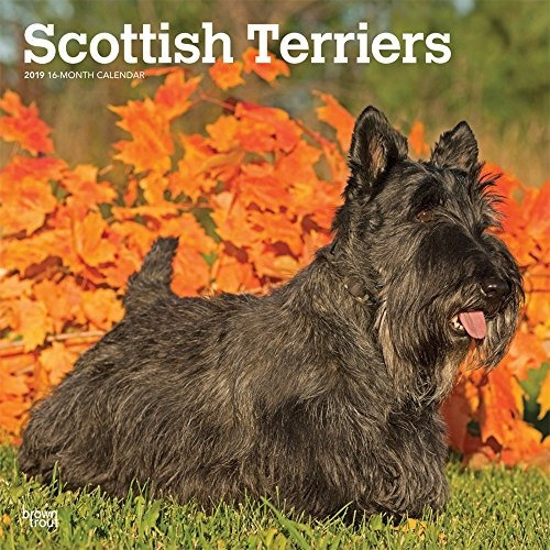 Scottish Terriers 2019 12 X 12 Inch Monthly Square Wall Cale