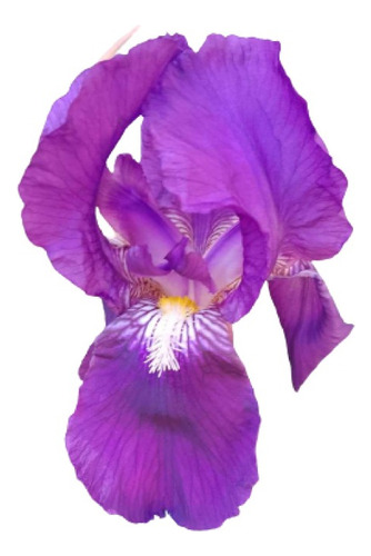 Planta Lirio Violeta - Iris  (envíos)