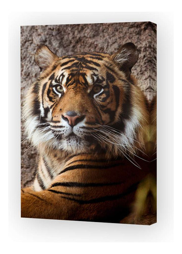 Cuadro Canvas Felinos Tigre Rayado Selvaje Selva