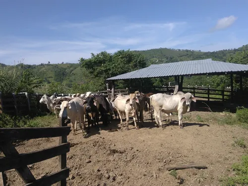 Finca De 25 Hec A 15 Minutos De Luruaco
