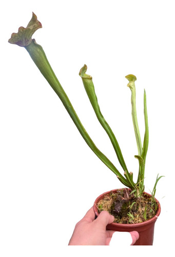 Planta Carnivora Sarracenia Pote 15 Grande - Adulta