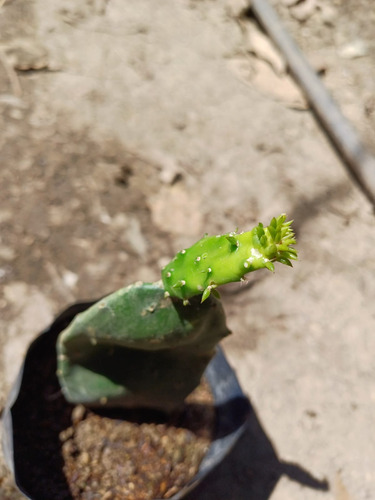 Esqueje De Nopal Criollo Huasteco Contenido 1 Planta