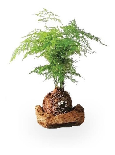 Kokedama  Helecho Plumoso