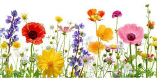 Mix De Semillas De Flores Silvestres Bajas