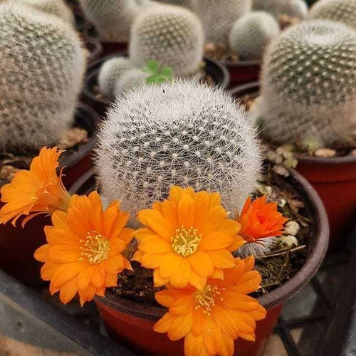 Cactus Rebutia Muscula 15 Pzas 