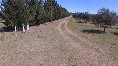 Imagen 13 de 21 de 500 Has. Campo Con Olivares - Coronel Dorrego
