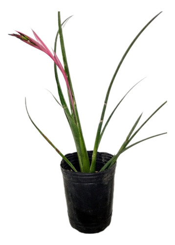 Planta Billbergia Nutans, Lágrimas De Reina O Avena De Salón