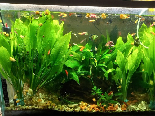 7 Espadas Amazónicas De 30cm, Plantas Acuáticas