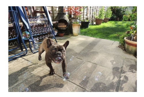 Bioline Burbujas De Tocino Para Mascotas - 120 Ml