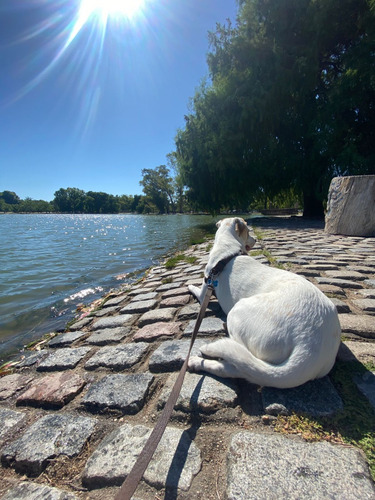 Paseo Grupal, Individual Y Guardería De Perros