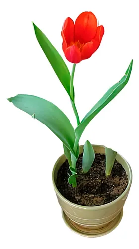 comprar Planta Comprar Bulbos De Tulipanes Holandeses