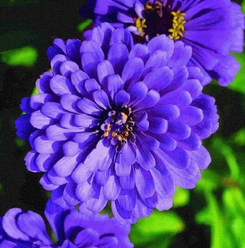 50 Semillas De Zinnia Azul + Instructivo