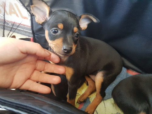 Pinscher Miniatura