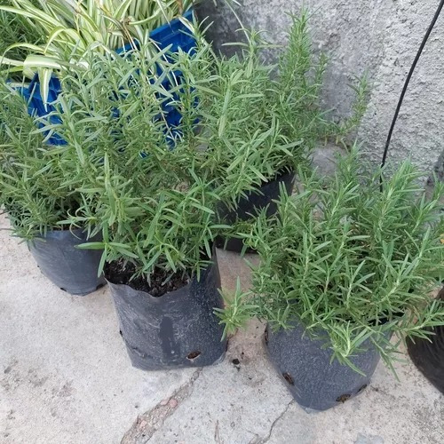 Planta Romero En Maceta Se Seca