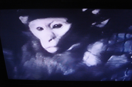 Vhs Droga Viaje Sin Regreso ( Droga Sterco Di Dio, 1989) (Usado)