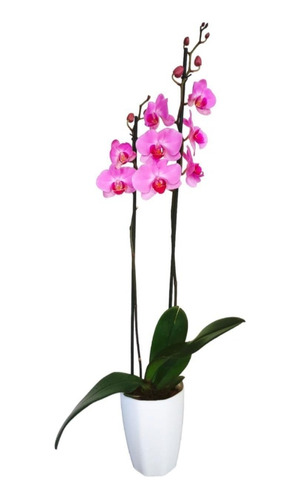 Orquidea Phalaenopsis De Dos Espigas En Matera Decorativa 