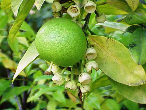 Árbol Lima Dulce ( Citrus Limettioides )
