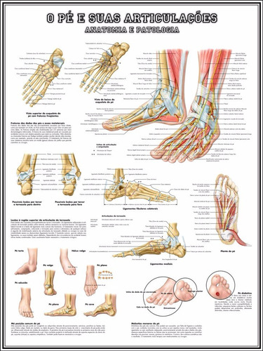 Poster Anatomia Do Pé E Articulações 65x100cm Para Decorar Sala Fisioterapia - Plastificado