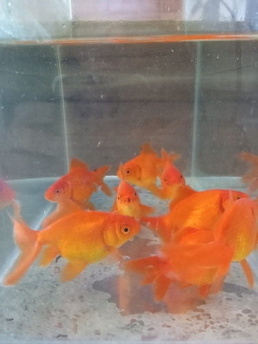 Carassius Golfish 10 Cm Peces Agua Fria Acuario Estanques