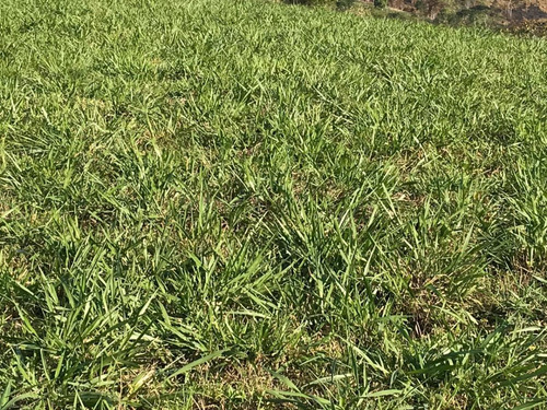 Imagem 10 de 15 de Fazenda Para Venda Em São Benedito Do Sul, Zona Rural - In - 006_1-2014337