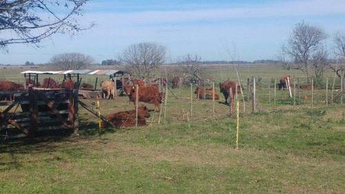 Imagen 7 de 14 de Campo Mixto, Ideal Haras Ptdo Punta Indio