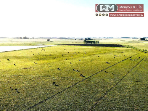 Venta Campo Flores 280 Has Agrícola 83% Coneat Alto